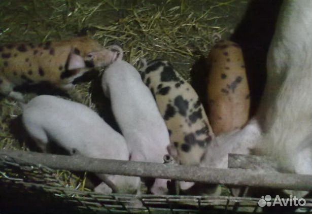 Поросята ландрас-дюрок Поросята ландрас-дюрок