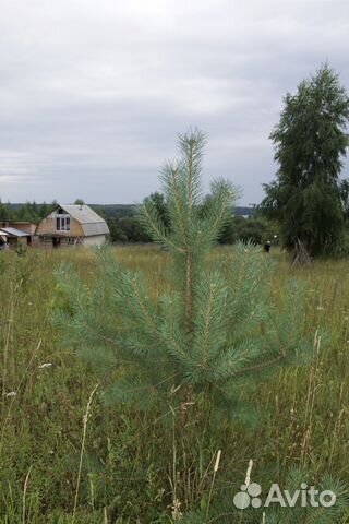 Участок 15 сот. (ИЖС)