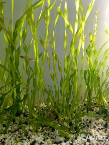 Какую траву в рыбу. Валлиснерия и гуппи. Guppy grass растение. Трава рыбка. Валлиснерия спиральная в аквариуме дизайн.