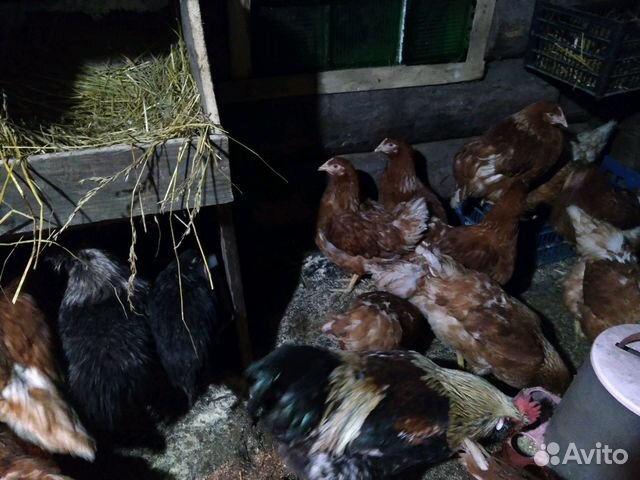 Цыплята Гуси,куры,инкубационные яйца и другая птиц купить на Зозу.ру - фотография № 2