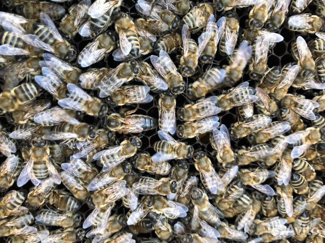 Плодные пчеломатки и пчелопакеты серой горной кавк купить на Зозу.ру - фотография № 5