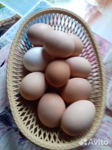 Яйцо инкубационное от домашних курочек купить на Зозу.ру - фотография № 1