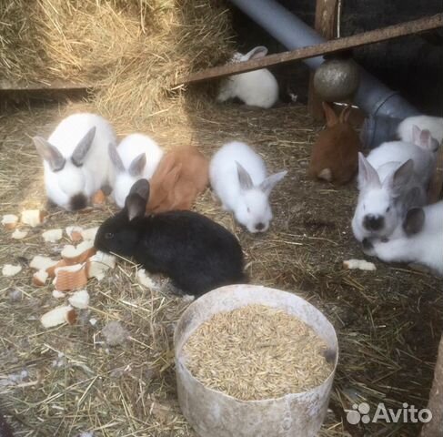 Чистопородные кролики на племя,помесь-на мясо купить на Зозу.ру - фотография № 8