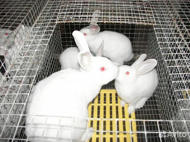 Клетки для кроликов маточные, откормочные купить на Зозу.ру - фотография № 4