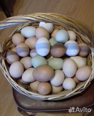 Инкубационное яйцо кур купить на Зозу.ру - фотография № 3