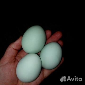 Легбар Маран яйцо инкубационное купить на Зозу.ру - фотография № 1