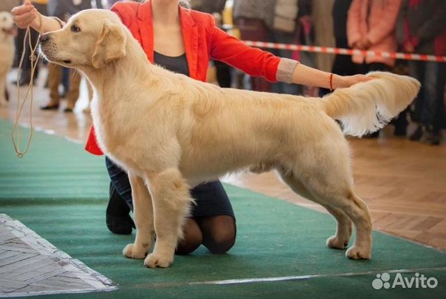 Щенки золотистого ретривера и немецкой овчарки. Золотистый ретривер с человеком в рост. Золотистый ретривер екатеринбург. Золотистый ретривер екатеринбург. Собаки.