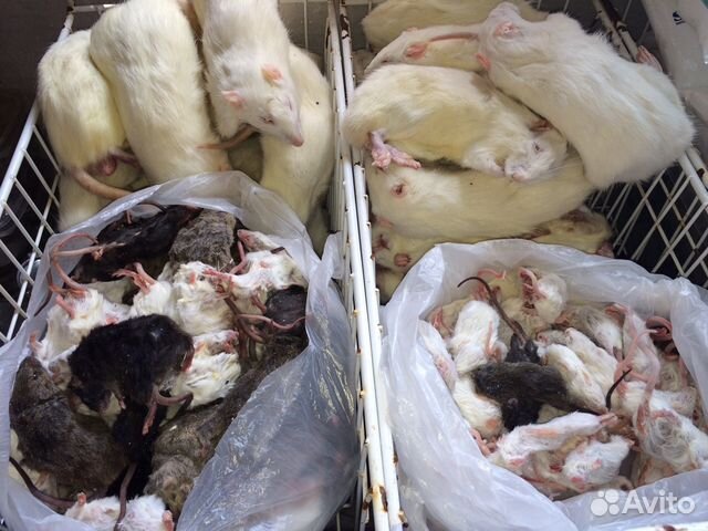 Корм для змей Оптом мыши и крысы