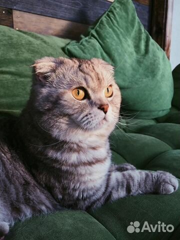 Вязка с шотландским опытным котиком, редкий окрас