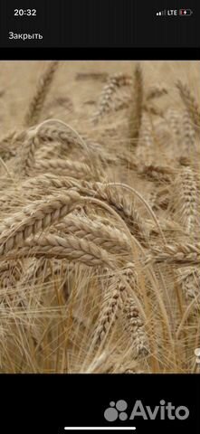 Пшеница, ячмень, новый урожай