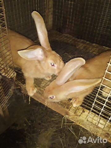 Кролики ризен голд от 2х месяцев купить на Зозу.ру - фотография № 7