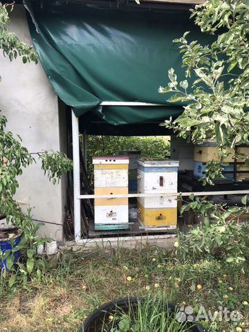 Ульи с пчелосемьями купить на Зозу.ру - фотография № 2