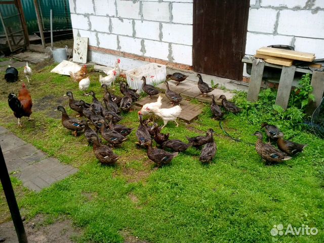 Подсадные утки купить на Зозу.ру - фотография № 2