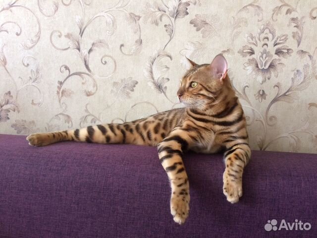 Бенгальский кот (для вязки)