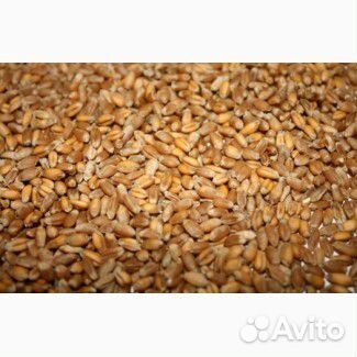 Пшеница 5 кл купить на Зозу.ру - фотография № 1