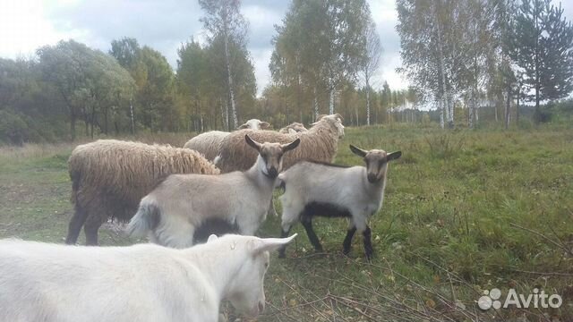 Козы и козлята купить на Зозу.ру - фотография № 1