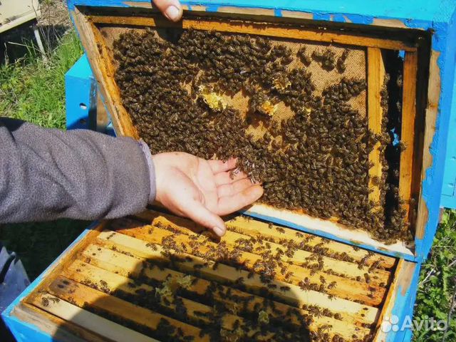 Пчёлы карпатка Миролюбивые купить на Зозу.ру - фотография № 2