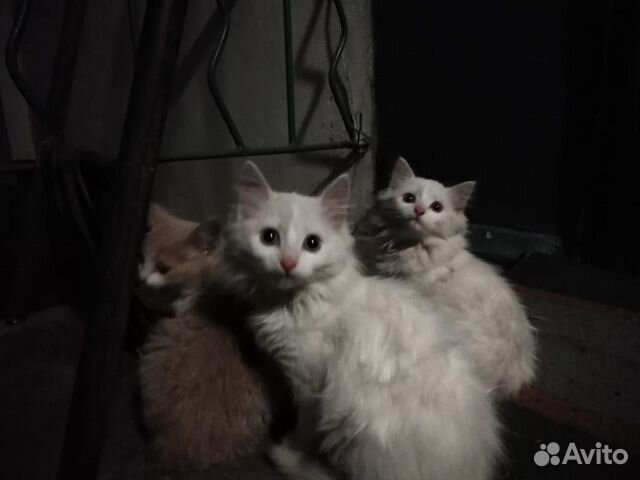 Пушистые белые котята купить на Зозу.ру - фотография № 1
