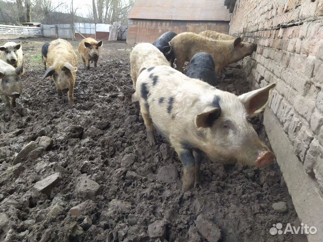 Поросята. Мясо свиней купить на Зозу.ру - фотография № 8