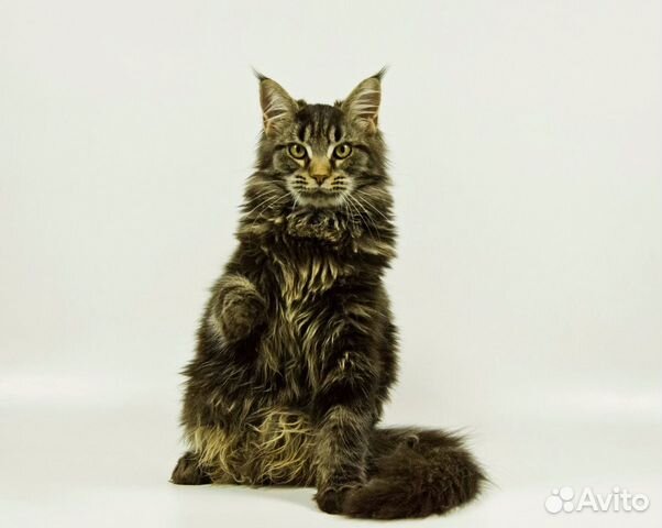 Мейн Кун котята купить на Зозу.ру - фотография № 3