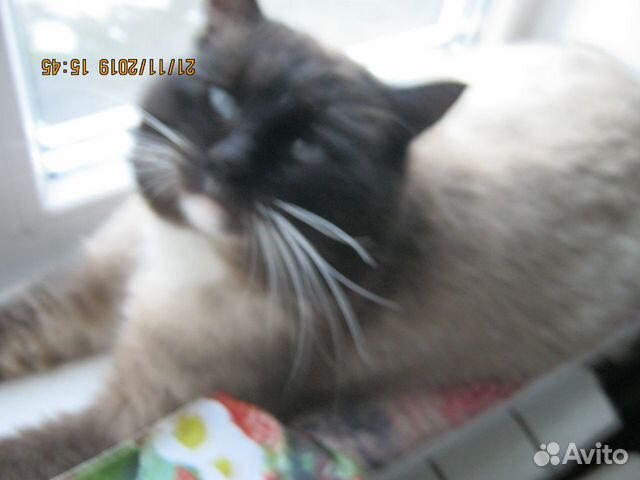 Сиамский кот-красавец купить на Зозу.ру - фотография № 1