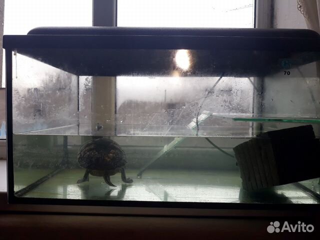 Аквариум с черепахой купить на Зозу.ру - фотография № 4