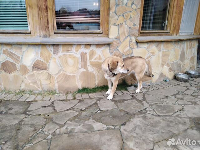 Отдадим в добрые руки красивых собак купить на Зозу.ру - фотография № 5