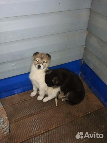 Два щенка ищут новый дом купить на Зозу.ру - фотография № 1