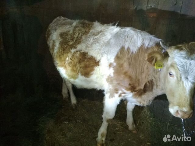 Продам корову. телки 2 купить на Зозу.ру - фотография № 4