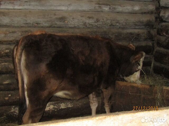 Тёлка корова купить на Зозу.ру - фотография № 2