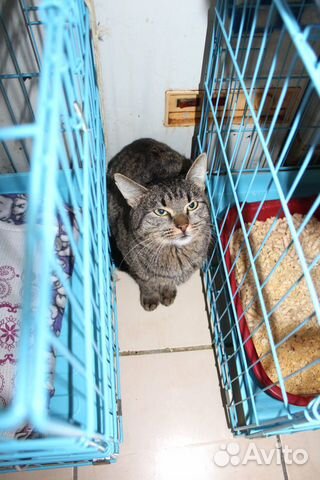 Котик из приюта ищет дом купить на Зозу.ру - фотография № 3
