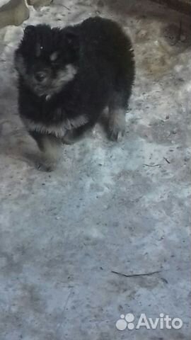 Hund