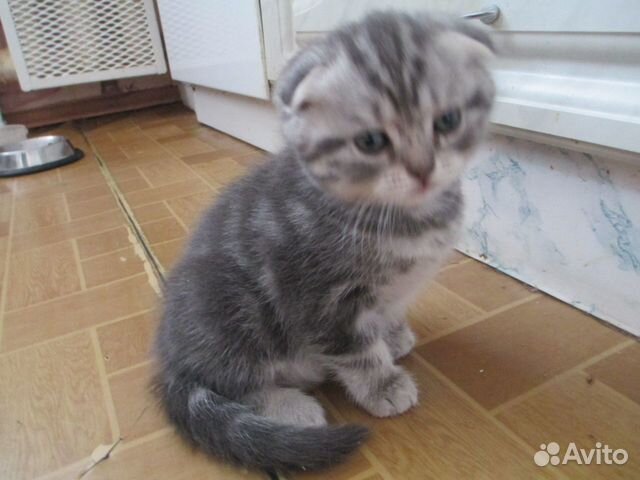 Породистые котята купить на Зозу.ру - фотография № 1