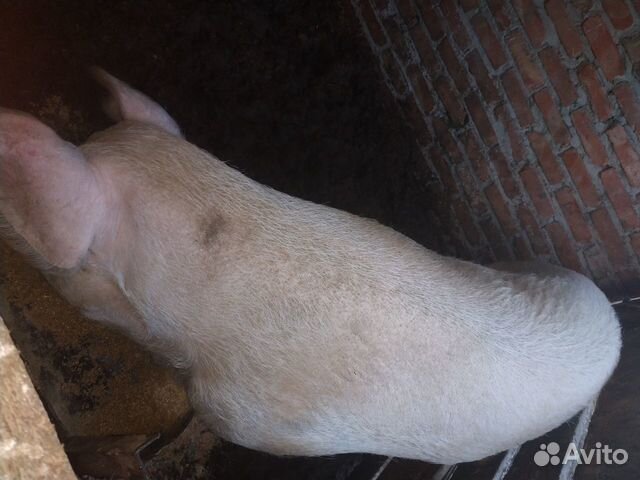 Продам свинью Ландрас (Мясной породы) купить на Зозу.ру - фотография № 4