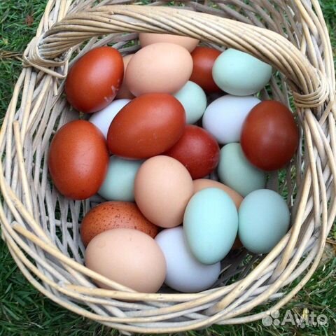 Инкубационное яйцо доминант купить на Зозу.ру - фотография № 6