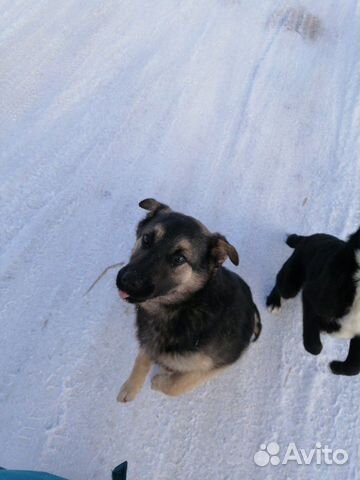 Милые собаки ищут дом купить на Зозу.ру - фотография № 4