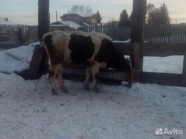 Корова купить на Зозу.ру - фотография № 6