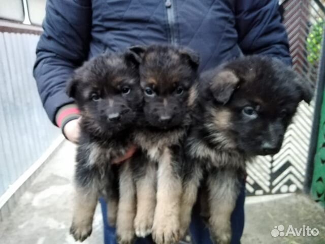 Собачки купить на Зозу.ру - фотография № 1