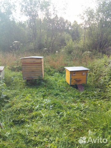 Пчелосемьи, инвентарь купить на Зозу.ру - фотография № 1