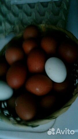 Инкубационное яйцо породной птицы купить на Зозу.ру - фотография № 5