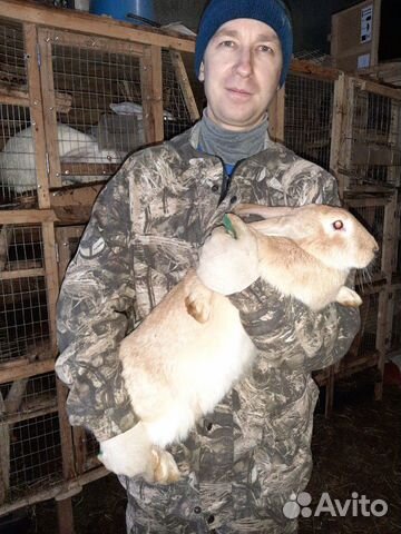 Кролики "Ризен" 3мес., 6 мес купить на Зозу.ру - фотография № 7