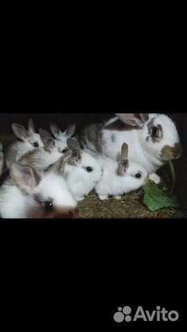 В продаже кролики купить на Зозу.ру - фотография № 1