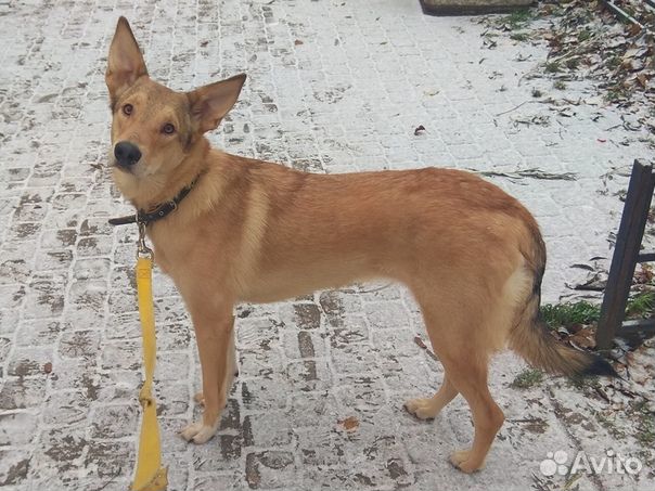 Можно давать собакам киви. Собака ест яблоко. Можно давать собакам киви. Собака киви. Собака съела семечки с кожурой.