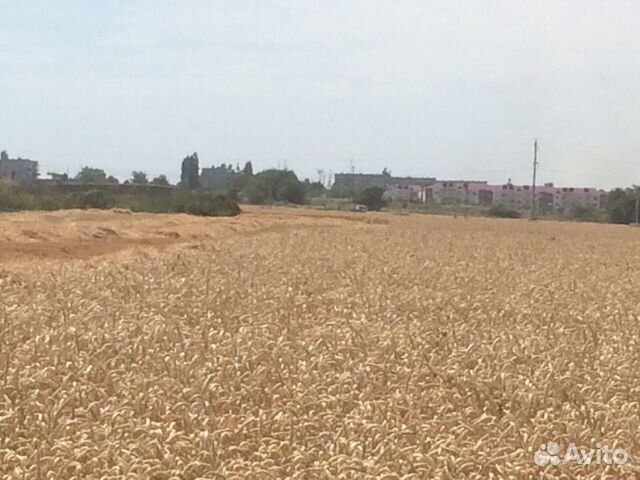 Кукуруза пшеница ячмень купить на Зозу.ру - фотография № 1