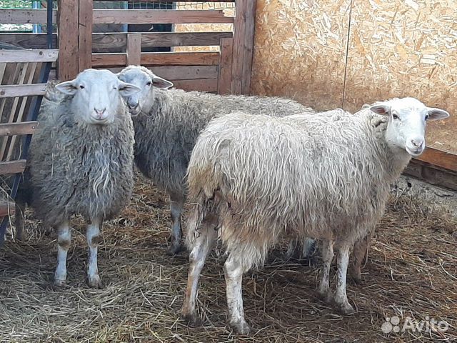 Овцы покрытые с ягнятами купить на Зозу.ру - фотография № 4