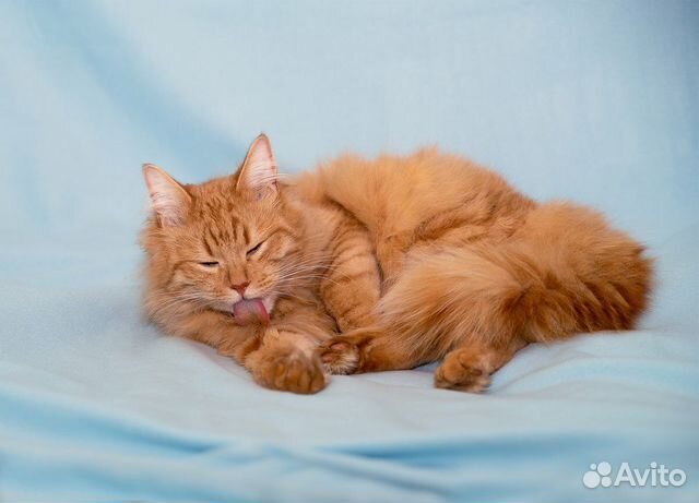 Шикарный рыжий котик в добрые руки купить на Зозу.ру - фотография № 8