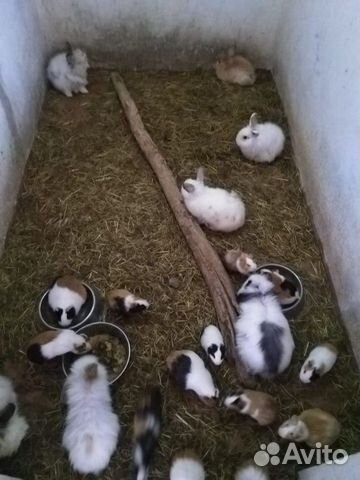 Декоративные кролики, морские свинки купить на Зозу.ру - фотография № 2