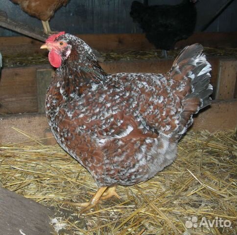 Яйцо куриное инкубационное купить на Зозу.ру - фотография № 2