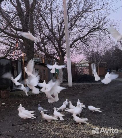Белые почтовые голуби купить на Зозу.ру - фотография № 1