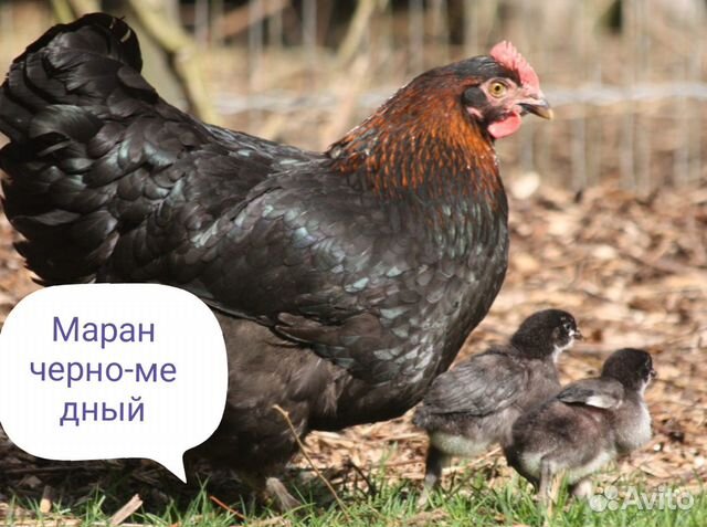 Цыплята породных кур купить на Зозу.ру - фотография № 8